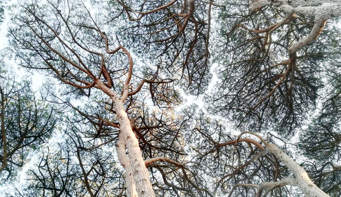 Jean-Alfredo ALBERT - PAYSAGISTE - ARTISTE