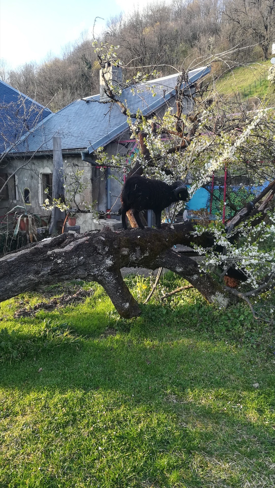 Jean-Alfredo.com - Jardin de graine - Mon jardin d’expérimentation sur les contreforts des Bauges