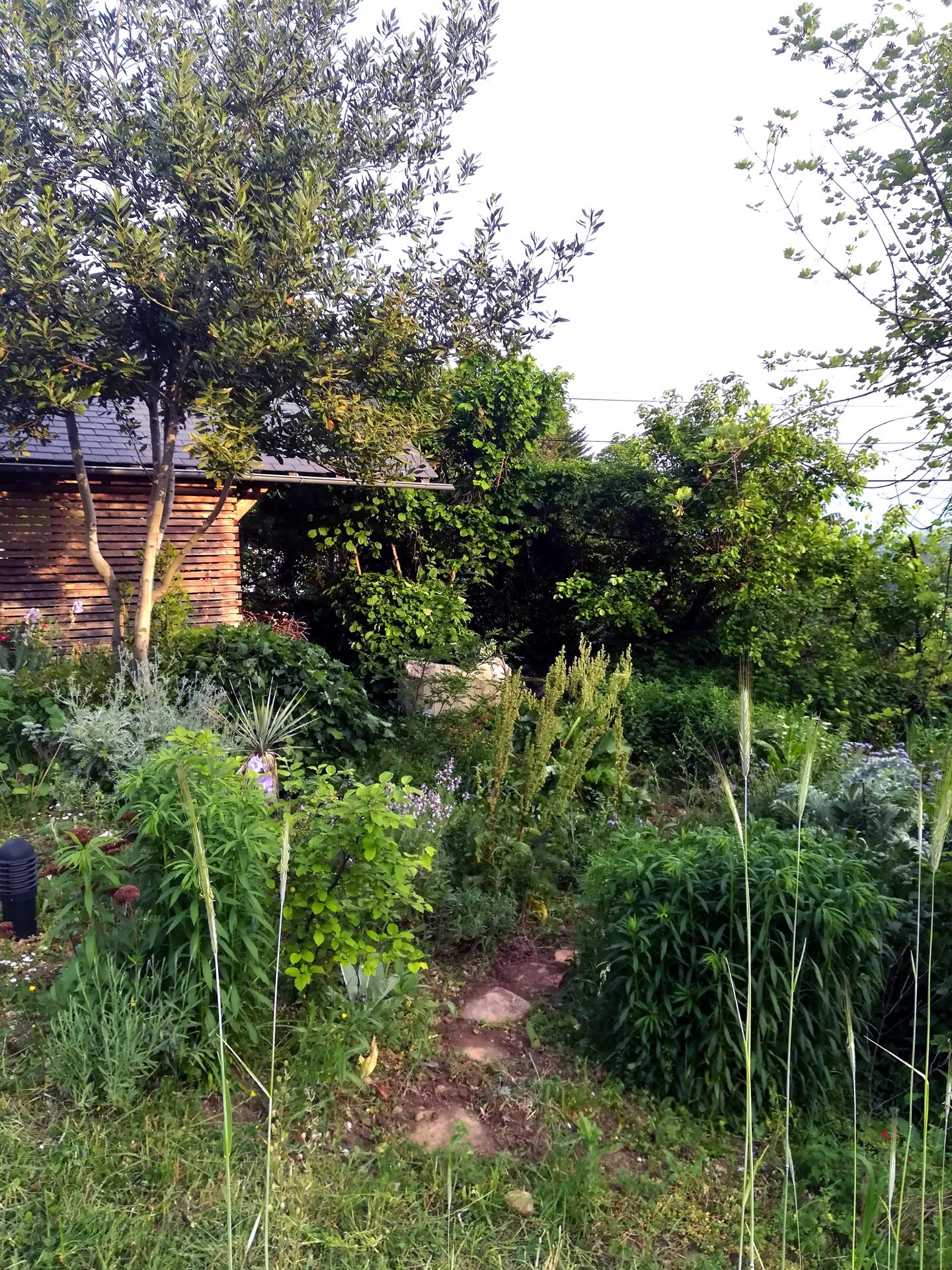 Jean-Alfredo.com - Jardin de graine - Mon jardin d’expérimentation sur les contreforts des Bauges