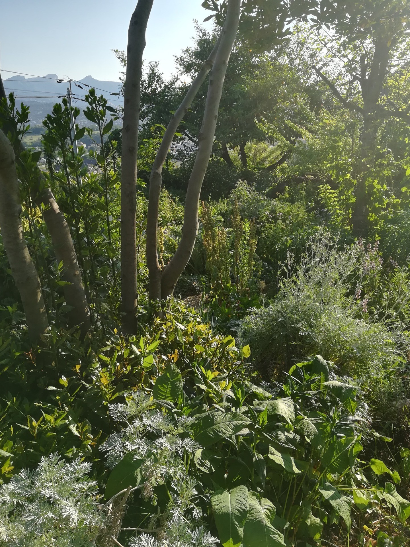 Jean-Alfredo.com - Jardin de graine - Mon jardin d’expérimentation sur les contreforts des Bauges
