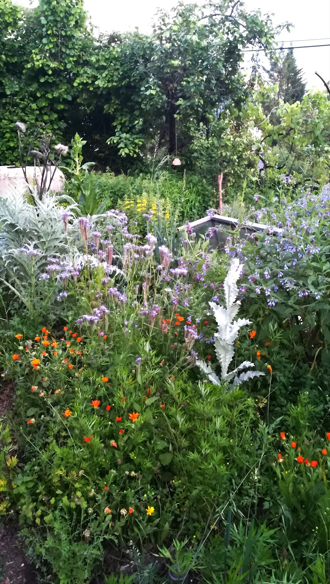 Jean-Alfredo.com - Jardin de graine - Mon jardin d’expérimentation sur les contreforts des Bauges