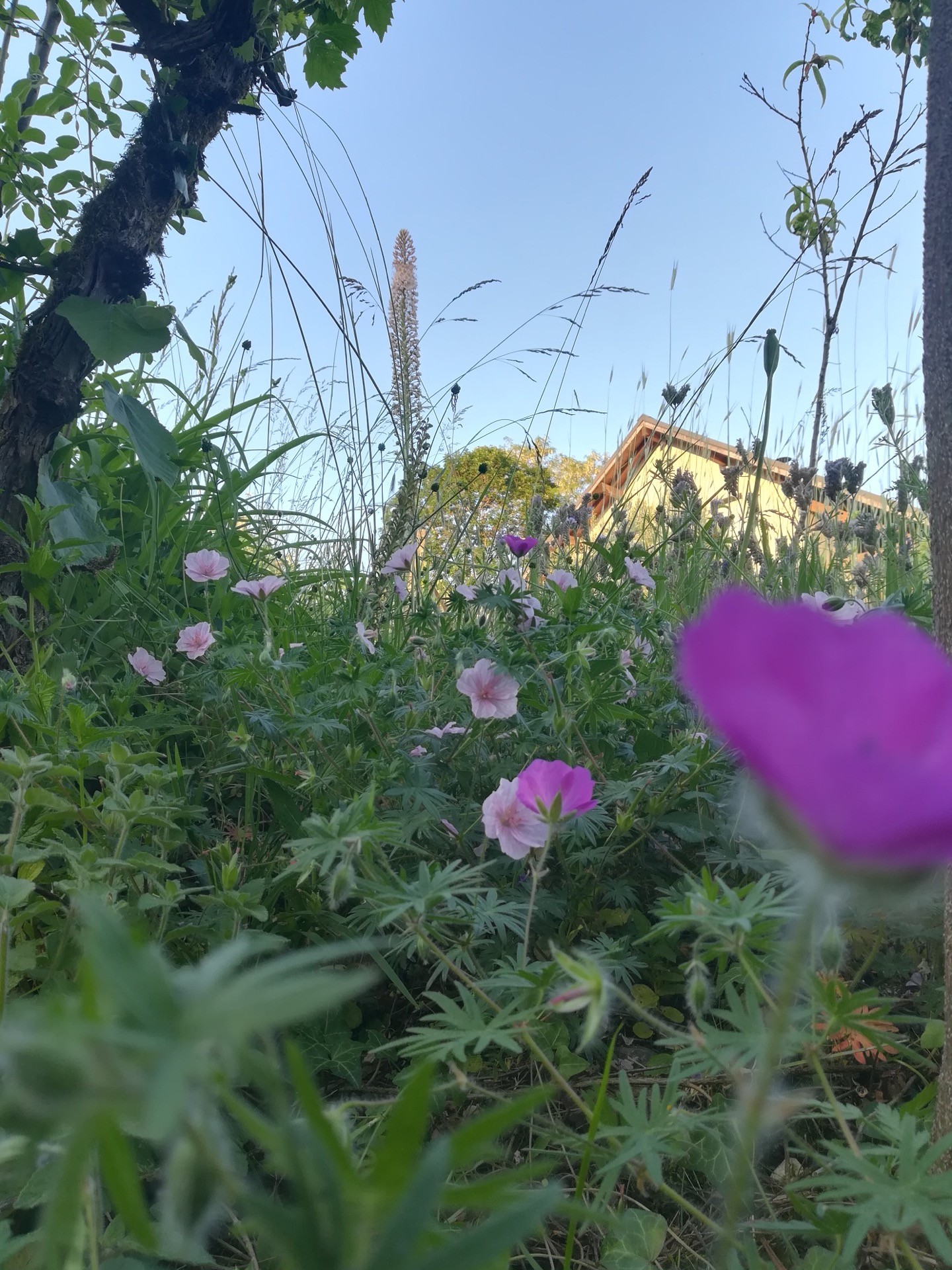 Jean-Alfredo.com - Jardin de graine - Mon jardin d’expérimentation sur les contreforts des Bauges