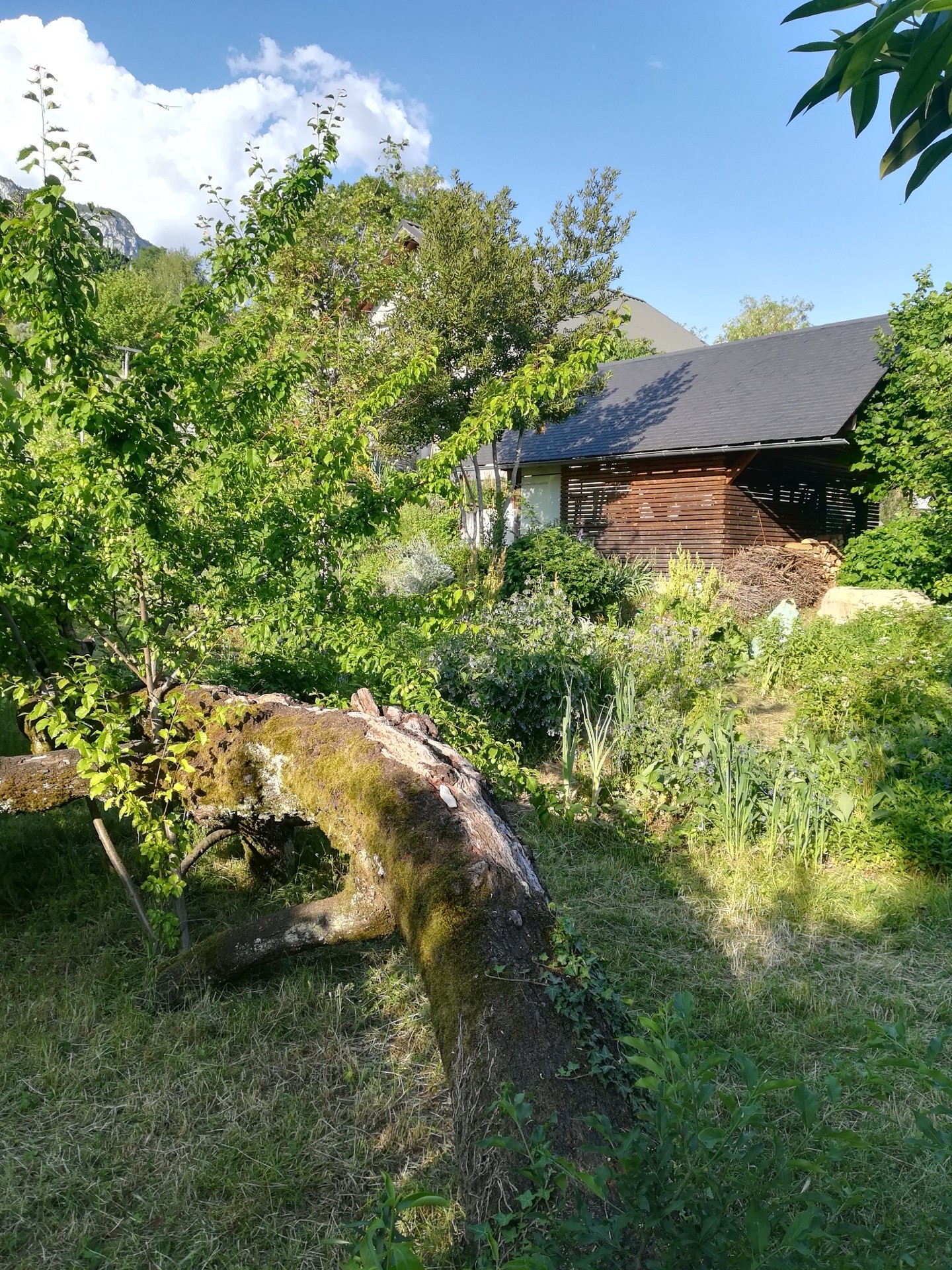 Jean-Alfredo.com - Jardin de graine - Mon jardin d’expérimentation sur les contreforts des Bauges