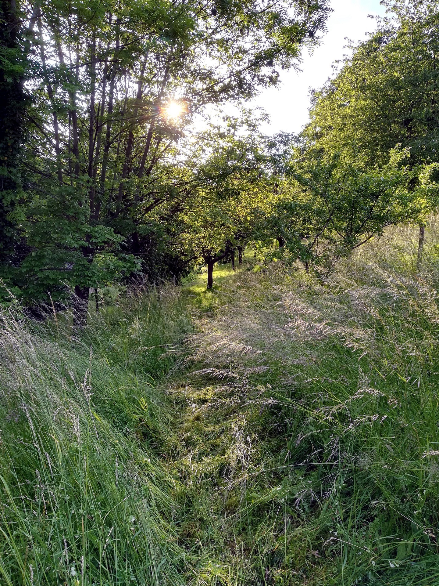 Jean-Alfredo.com - Jardin de graine - Mon jardin d’expérimentation sur les contreforts des Bauges