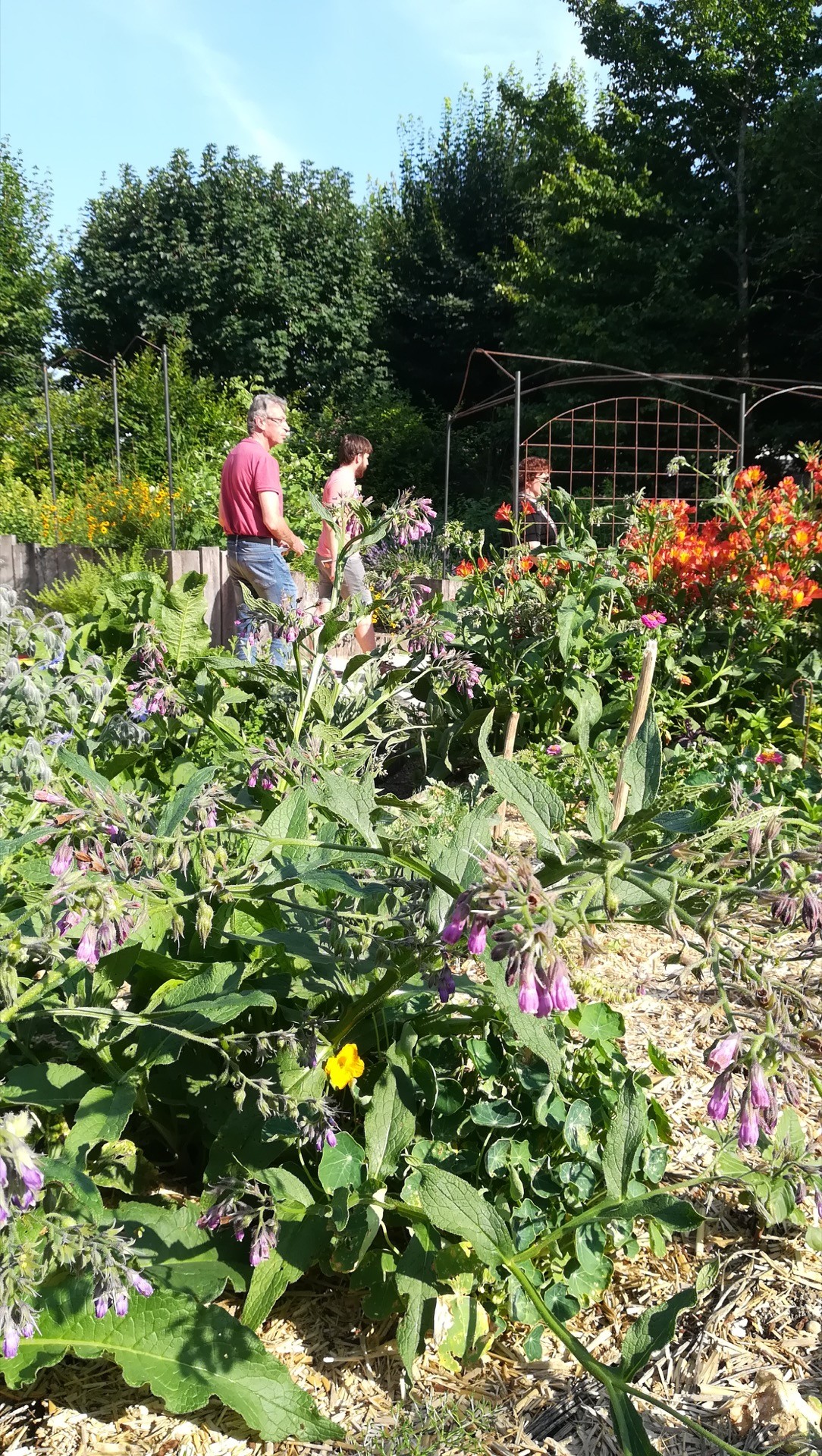 Jean-Alfredo.com - Jardin des capacités végétales - Jardin de particulier entre ornement, condiments et comestibles