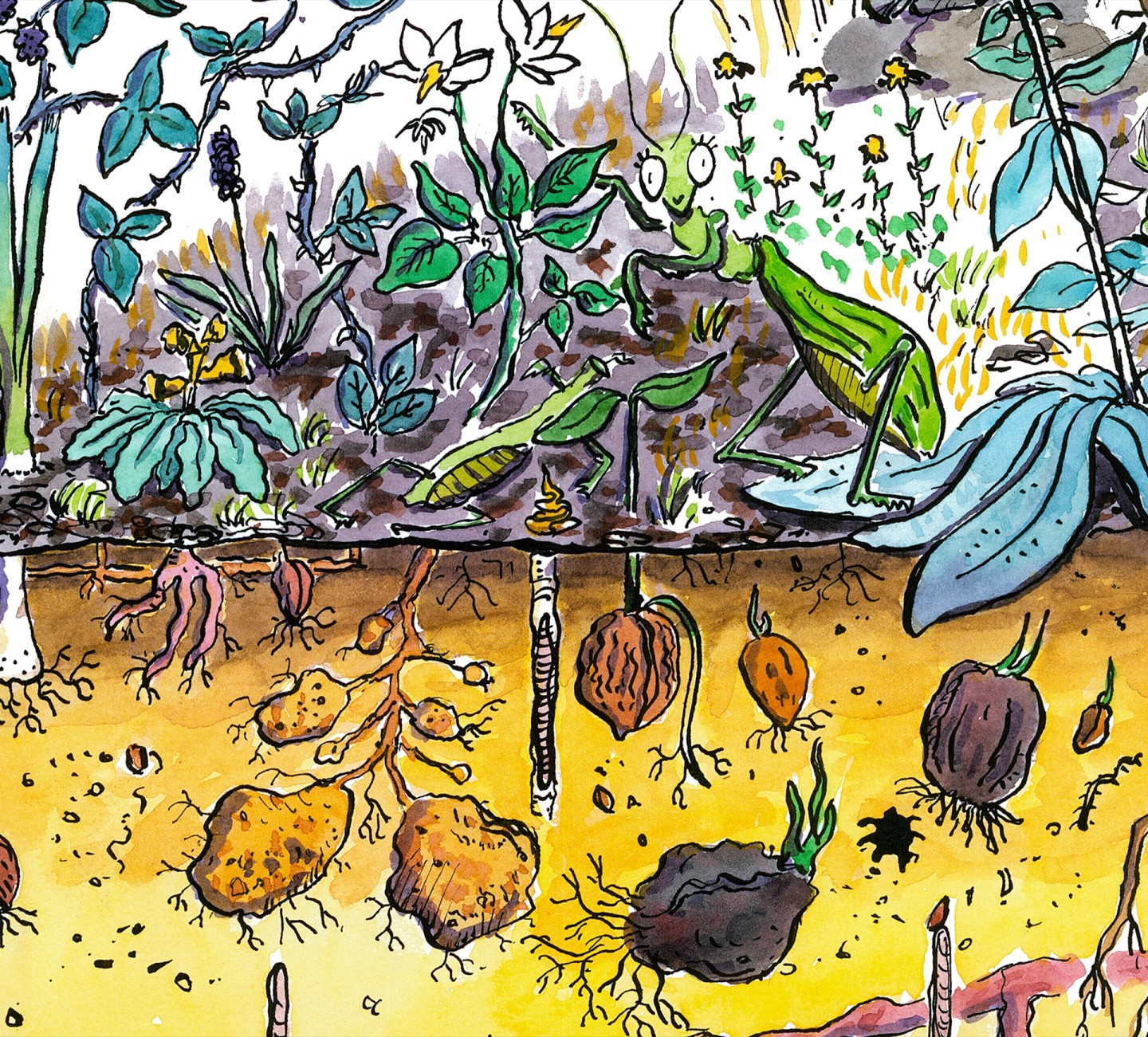 Jean-Alfredo.com - Le jardin hortus - Illustrer l'Hortus.