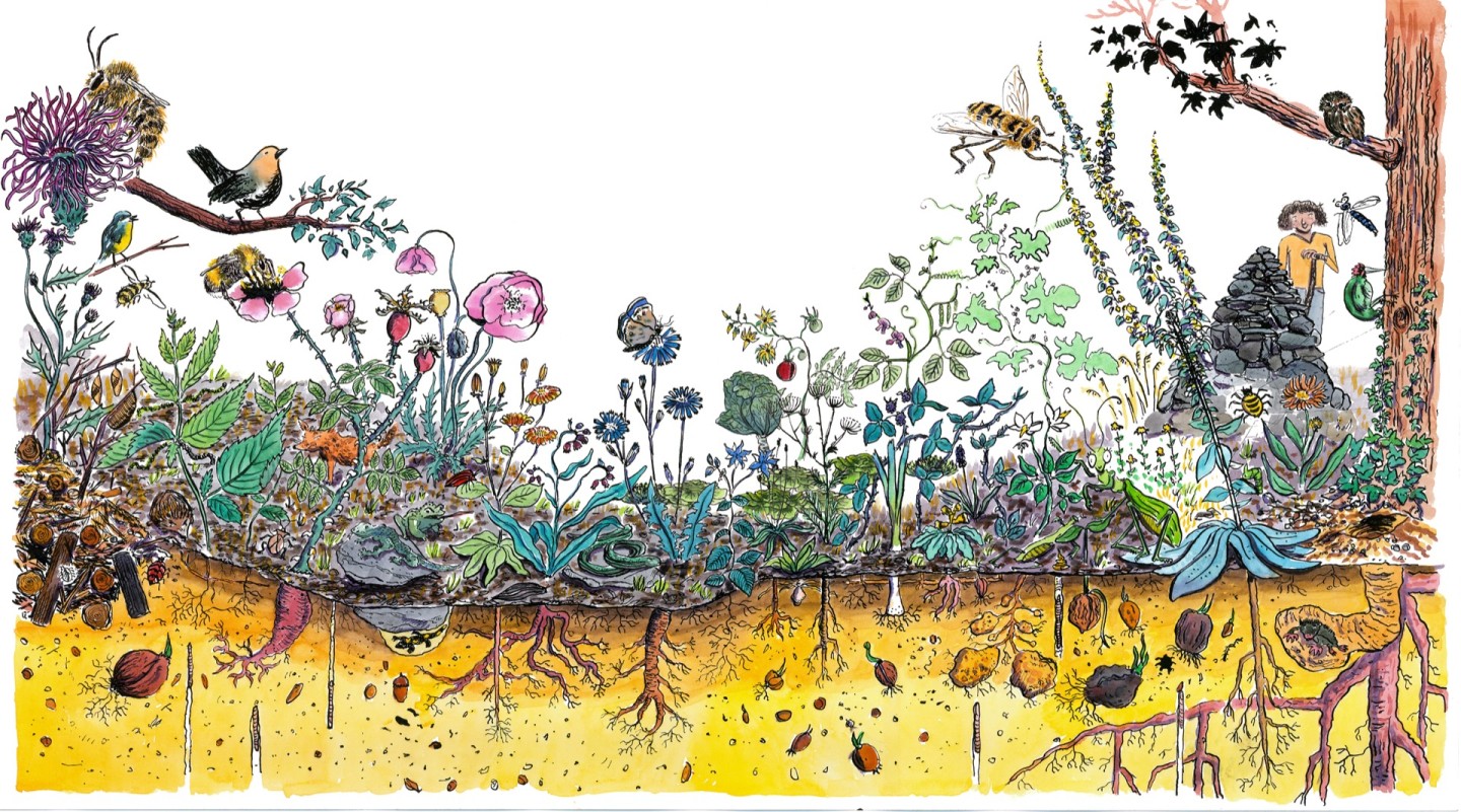 Jean-Alfredo.com - Le jardin hortus - Illustrer l'Hortus.