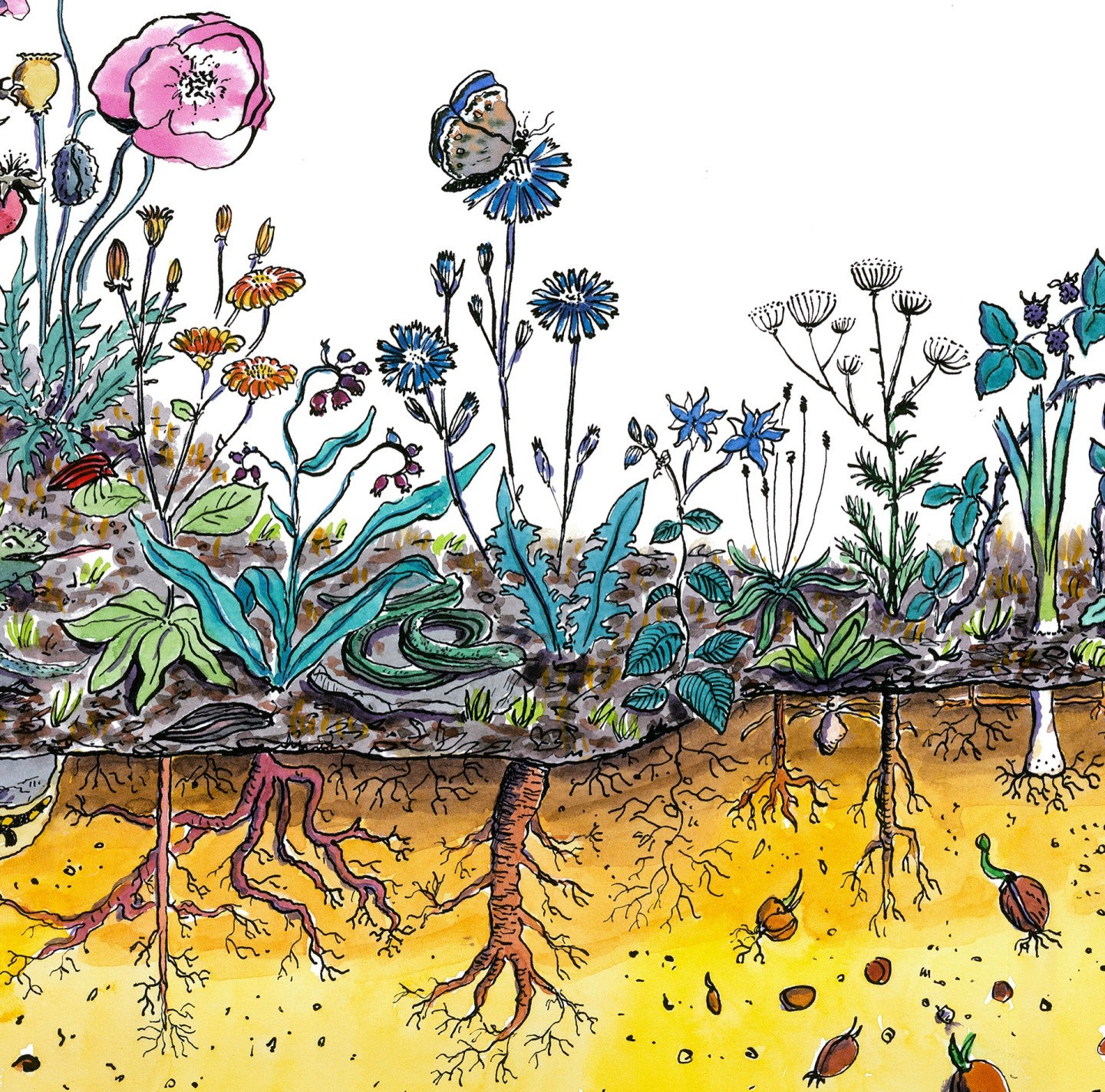 Jean-Alfredo.com - Le jardin hortus - Illustrer l'Hortus.